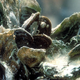 Illustration for article titled How Fake Mollusk Poop Can Save The Environment